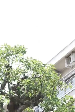 Sumire Kuramoto và JUQ-178: Cơn bão dồn dập, bạo liệt đến kiệt sức không ngừng nghỉ
